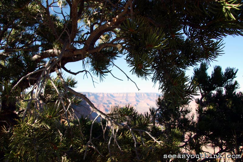 grand canyon #1